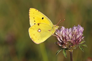 Pale Clouded Yellow -Colias hyale-, male perched on the flower of a red clover, Altenseelbach, Neunkirchen Pale Clouded Yellow -Colias hyale-, male perched on the flower of a red clover, Altenseelbach, Neunkirchen