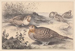Pallass sandgrouse (Syrrhaptes paradoxus), hand-colored lithograph, published in 1889 Pallass sandgrouse (Syrrhaptes paradoxus), hand-colored lithograph, published in 1889