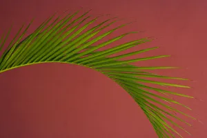 Palm frond against a red background, Puerto Rico Palm frond against a red background, Puerto Rico