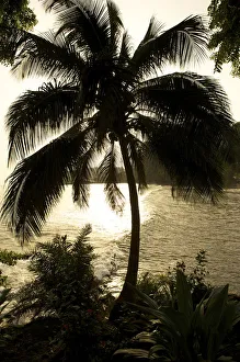 Palm against the light, Ambas Bay, Limbe, Cameroon, Africa Palm against the light, Ambas Bay, Limbe, Cameroon, Africa