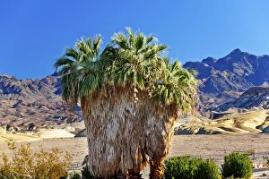 Palm Tree (Arecaceae) growing in Canyon Desert, Death Valley National Park, California, USA Palm Tree (Arecaceae) growing in Canyon Desert, Death Valley National Park, California, USA