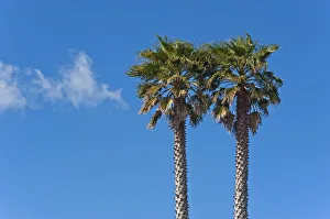 Two palm trees against a blue sky, Auckland, New Zealand Two palm trees against a blue sky, Auckland, New Zealand