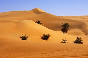 Palm trees growing in the hot desert sand, Mandara Valley, Ubari Sand Sea, Sahara, Libya Palm trees growing in the hot desert sand, Mandara Valley, Ubari Sand Sea, Sahara, Libya