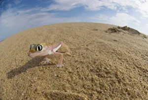 Palmetto web-footed Gecko (Palmatogecko rangei) in the Desert Palmetto web-footed Gecko (Palmatogecko rangei) in the Desert