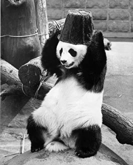 Panda Head Bucket Panda Head Bucket