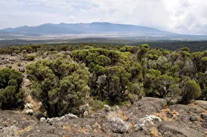 Panorama of Shira plateau, Kilimanjaro National Park, Lemosho trail Panorama of Shira plateau, Kilimanjaro National Park, Lemosho trail