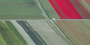 Panoramic aerial view of tulip fields in the Netherlands Panoramic aerial view of tulip fields in the Netherlands