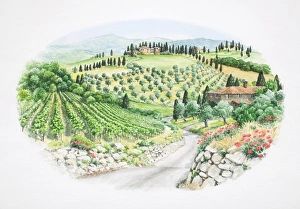 Panoramic view of green valley landscape with brick houses, vineyards, groves Panoramic view of green valley landscape with brick houses, vineyards, groves