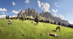 Panoramic view on Gschnagenhardt Alm alp with Haflinger horses and the Geisler Mountains Panoramic view on Gschnagenhardt Alm alp with Haflinger horses and the Geisler Mountains