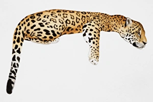 Panthera pardus, Leopard lying on its front, perching on invisible tree branch, side view Panthera pardus, Leopard lying on its front, perching on invisible tree branch, side view