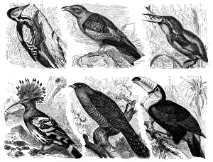 Paradise birds Paradise birds