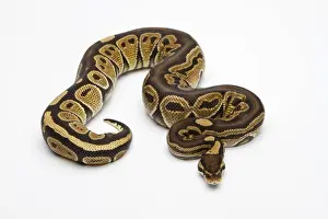 Paradox Super Fire Ball Python Print