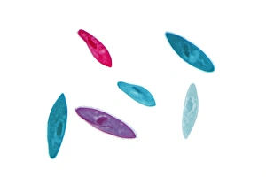 Paramecium -Paramecium-, dyed in different colours, permanent preparation, photomicrography Paramecium -Paramecium-, dyed in different colours, permanent preparation, photomicrography