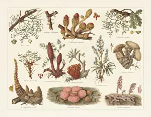 Botanical Illustrations Prints: Parasitic plants, chromolithograph, published in 1897