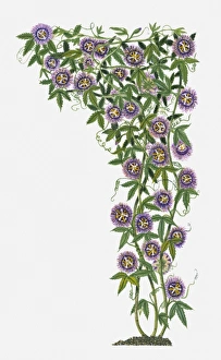 Passiflora Incarnata (Wild Passion Flower) with purple flowers and green leaves on climbing stems Passiflora Incarnata (Wild Passion Flower) with purple flowers and green leaves on climbing stems