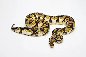 Prints of Pastel Calico Ball Python or Royal Python -Python regius-, female Royal Python Prints: Pastel Calico Ball Python Print