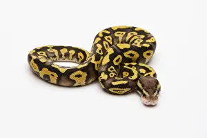 Prints of Pastel Phantom Yellow Belly Ball Python or Royal Python -Python regius-, male Royal Python Prints: Pastel Phantom Yellow Belly Ball Python Print
