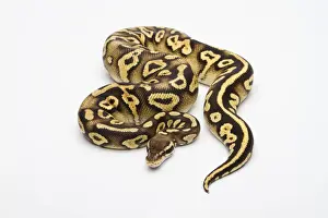 Prints of Pastel Phantom Yellow Belly Ball Python or Royal Python -Python regius-, female Royal Python Prints: Pastel Phantom Yellow Belly Ball Python Print