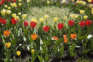 A patch of light coloured grass serves as the focal point in a bed of assorted coloured Tulips -Tulipa- in a spring A patch of light coloured grass serves as the focal point in a bed of assorted coloured Tulips -Tulipa- in a spring