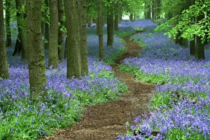 Path through bluebell (Hyacinthoides non-scripta) forest, Ashridge, Hertfordshire, England Path through bluebell (Hyacinthoides non-scripta) forest, Ashridge, Hertfordshire, England