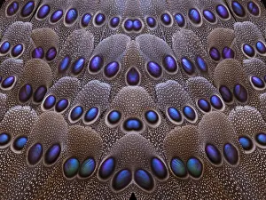Pattern design of Greys Peacock tail feathers Pattern design of Greys Peacock tail feathers