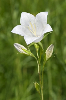 Peach-leaved Bellflower -Campanula persicifolia-, Kaiserstuhl, Baden-Wurttemberg, Germany Peach-leaved Bellflower -Campanula persicifolia-, Kaiserstuhl, Baden-Wurttemberg, Germany