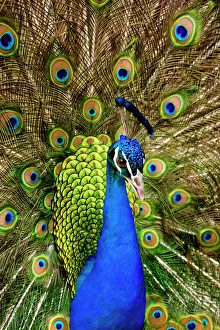 Nature wildlife/beautiful bird species peacock pavo cristatus/peacock feathers Nature wildlife/beautiful bird species peacock pavo cristatus/peacock feathers