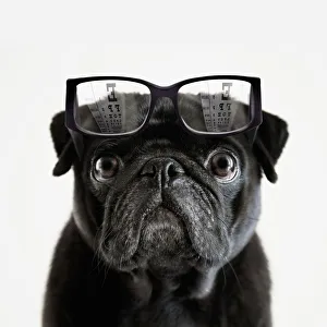 Pedigree Pug tries to read an opticians eye chart Pedigree Pug tries to read an opticians eye chart