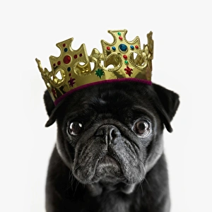 Pedigree Pug wearing a crown against white Pedigree Pug wearing a crown against white