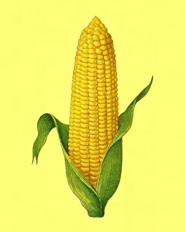 Peeled corn against a yellow colored background Peeled corn against a yellow colored background