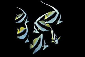 Pennant Coralfish or Longfin Bannerfish -Heniochus acuminatus-, Gulf of Oman, Oman Pennant Coralfish or Longfin Bannerfish -Heniochus acuminatus-, Gulf of Oman, Oman