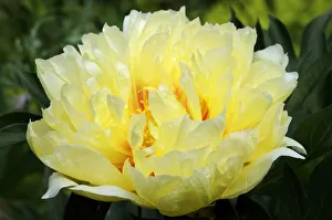 Peony Bartzella -Paeonia hybrid Bartzella- Peony Bartzella -Paeonia hybrid Bartzella-