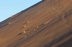 People running down the side of the famous Dune 45 sand dune. Sossuvlei, Namibia People running down the side of the famous Dune 45 sand dune. Sossuvlei, Namibia