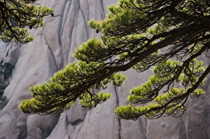 no people, steep, horizontal, colour image, photography, flora, plant part, leaf no people, steep, horizontal, colour image, photography, flora, plant part, leaf