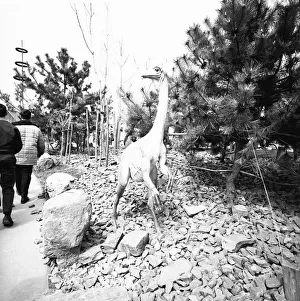 People visiting jurassic park, (rear view), (B&W) People visiting jurassic park, (rear view), (B&W)