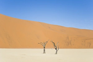 Two people walking in the Deadvlei salt pan with a giant dune in the backdrop Two people walking in the Deadvlei salt pan with a giant dune in the backdrop