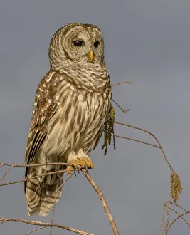 <b class=qtipBold><figcaption>Perched Barred Owl</figcaption></b><br>An attractive owl, with soulful brown eyes and brown-and-white-striped plumage. Originally a bird of the east, during the twentieth century it spread through the Pacific Northwest and southward into California.<br><em>© ©Russell Burden</em> Perched Barred Owl