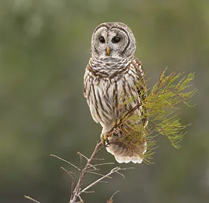 <b class=qtipBold><figcaption>Perching Barred Owl</figcaption></b><br>An attractive owl, with soulful brown eyes and brown-and-white-striped plumage. Originally a bird of the east, during the twentieth century it spread through the Pacific Northwest and southward into California.<br><em>© ©Russell Burden</em> Perching Barred Owl