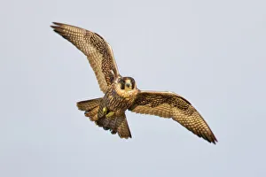 Nature wildlife/phoo chan bird nature photography/peregrine falcon Nature wildlife/phoo chan bird nature photography/peregrine falcon