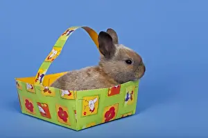 Cute Bunny Photos Prints: Pet rabbit in an Easter baskets