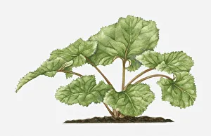 Petasites hybridus (Common Butterbur) with large green leaves Petasites hybridus (Common Butterbur) with large green leaves