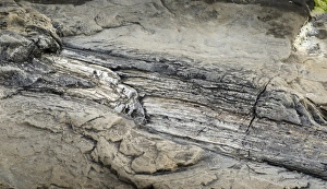 Petrified tree stump, petrified podocarp forest, evening mood at the sea, rocky coast, Curio Bay, The Catlins Petrified tree stump, petrified podocarp forest, evening mood at the sea, rocky coast, Curio Bay, The Catlins