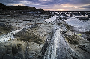 Petrified tree trunk, Petrified podocarp forest, evening mood at the sea, rocky coast, Curio Bay, The Catlins Petrified tree trunk, Petrified podocarp forest, evening mood at the sea, rocky coast, Curio Bay, The Catlins