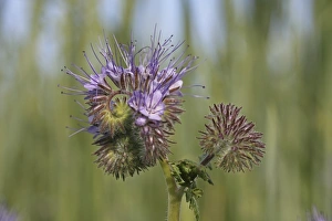 Phacelia, Scorpionweed or Heliotrope -Phacelia sp.-, Baden-Wuerttemberg, Germany, Europe Phacelia, Scorpionweed or Heliotrope -Phacelia sp.-, Baden-Wuerttemberg, Germany, Europe
