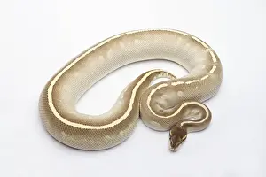 Prints of Phantom Mojave Het Ghost Ball Python or Royal Python -Python regius-, female Royal Python Prints: Female Phantom Mojave Het Ghost Ball Python Print