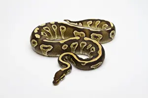 Python Regius Prints: Phantom Yellow Belly Ball Python or Royal Python -Python regius-, female