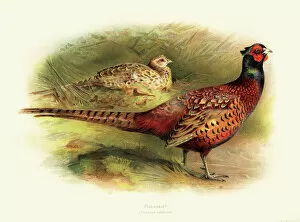 Images Dated 9th July 2016: Pheasant illustration 1900