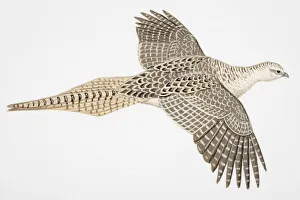 Pheasant (Phasianus colchicus), adult female Pheasant (Phasianus colchicus), adult female