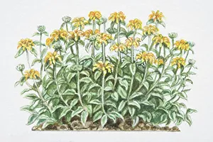 Phlomis fruticosa, Jerusalem Sage, densely branched shrub with yellow flowers Phlomis fruticosa, Jerusalem Sage, densely branched shrub with yellow flowers