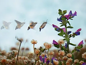 Photos Butterfly hummingbird hawk-moth (Macroglossum stellatarum). Sequence Photos Butterfly hummingbird hawk-moth (Macroglossum stellatarum). Sequence